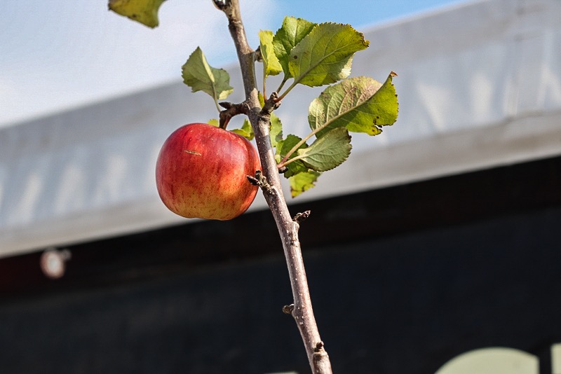 cider tent