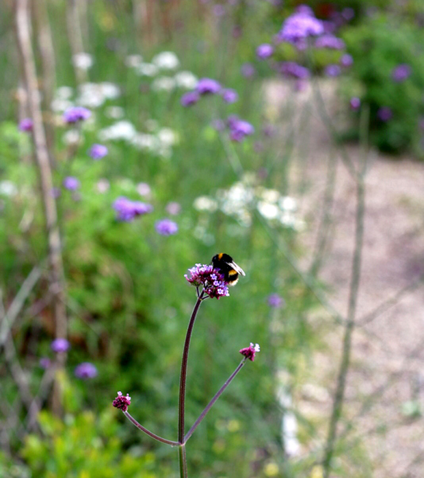 bee