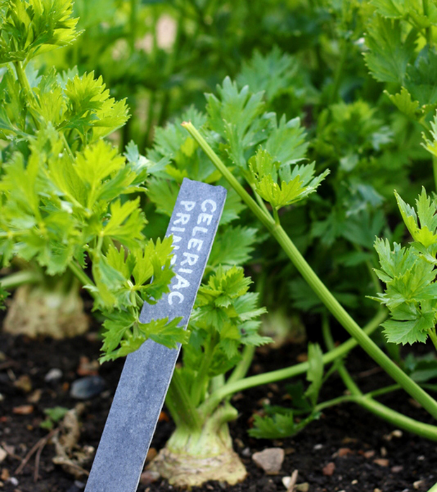 celeriac