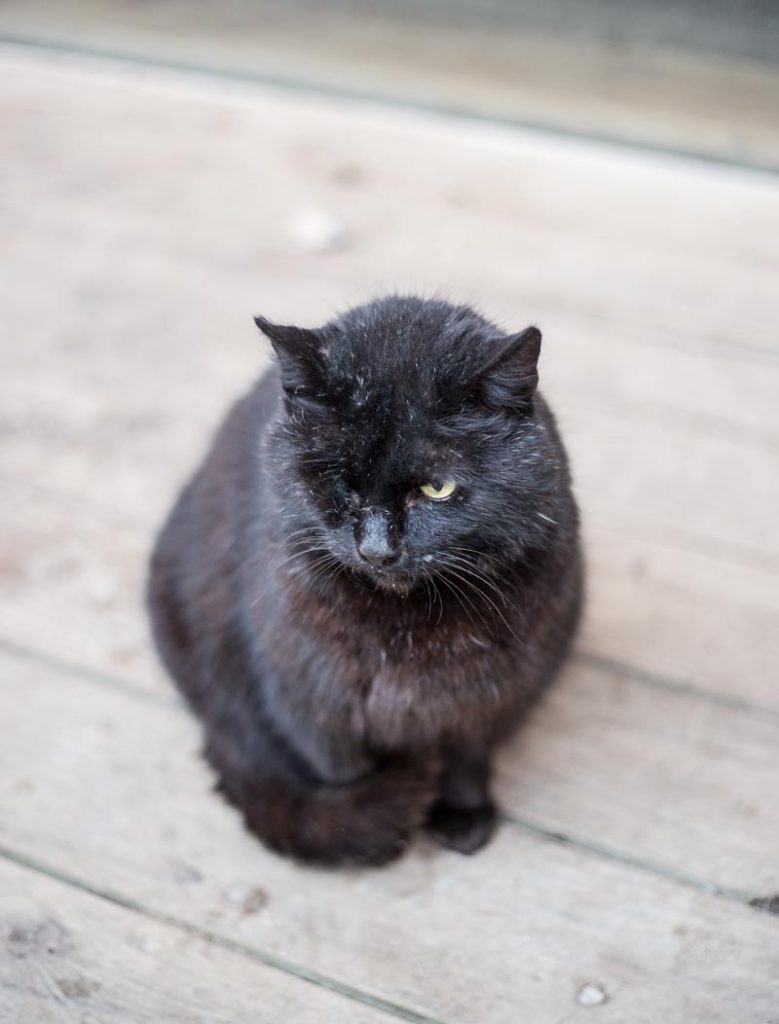 One eyed cat River cottage