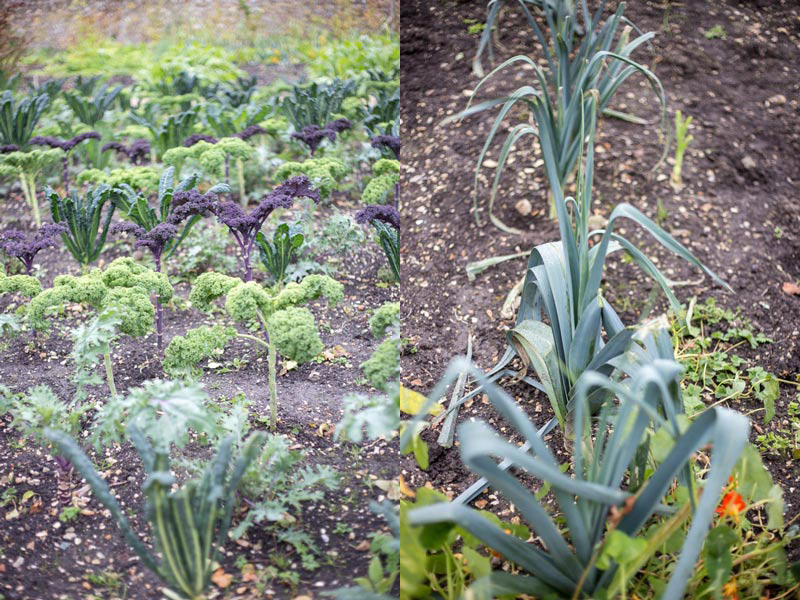 River cottage vegetables